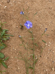 Evolvulus arizonicus