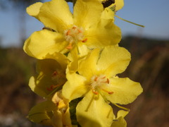 Verbascum simplex
