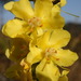 Verbascum simplex - Photo (c) Carminda Santos, some rights reserved (CC BY), uploaded by Carminda Santos