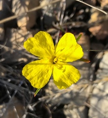 Calylophus