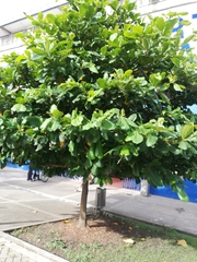 Terminalia catappa