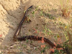 Aspidites melanocephalus