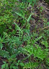 Cirsium osterhoutii