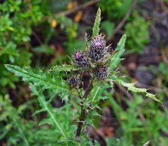 Cirsium osterhoutii