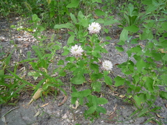 Trifolium hybridum hybridum