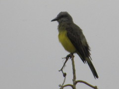 Tyrannus melancholicus
