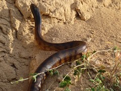 Aspidites melanocephalus