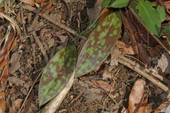 Erythronium americanum