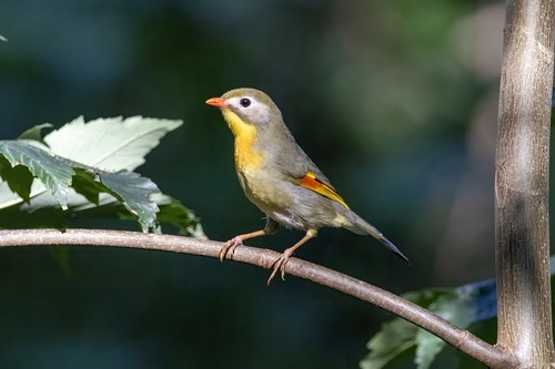 Leiótrix piquirrojo (Leiothrix lutea)