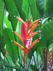 Heliconia psittacorum