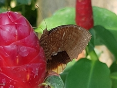 Elymnias hypermnestra