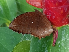 Elymnias hypermnestra