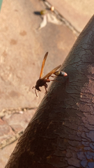 Belonogaster lateritia