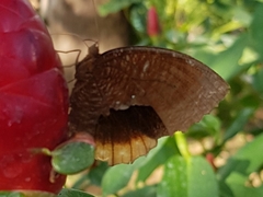 Elymnias hypermnestra