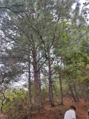 Pinus
