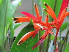 Heliconia psittacorum