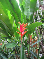 Heliconia psittacorum
