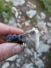 Hydnellum suaveolens