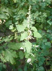 Chenopodium opulifolium