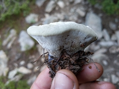 Hydnellum suaveolens