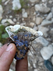 Hydnellum suaveolens