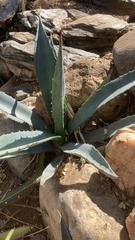 Agave