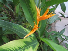 Heliconia psittacorum
