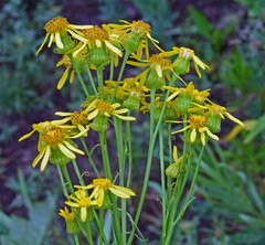 Senecio serra