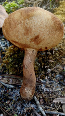 Tylopilus tabacinus