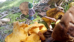 Cantharellus tenuithrix