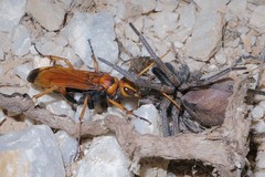 Cryptocheilus annulatus