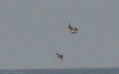 Stercorarius parasiticus