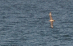 Stercorarius parasiticus