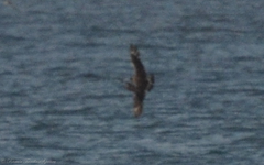 Stercorarius parasiticus