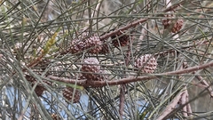 Casuarina equisetifolia