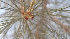 Casuarina equisetifolia