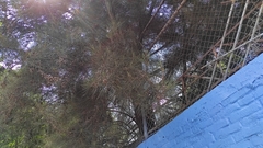 Casuarina equisetifolia