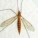 Ferruginous Tiger Crane Fly - Photo (c) Bill Keim, some rights reserved (CC BY)
