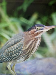 Butorides virescens