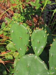 Opuntia mesacantha