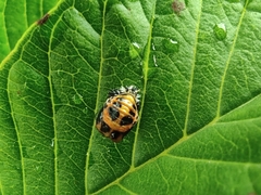 Harmonia axyridis
