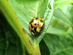 Harmonia axyridis