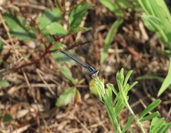 Enallagma doubledayi