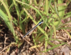 Enallagma doubledayi