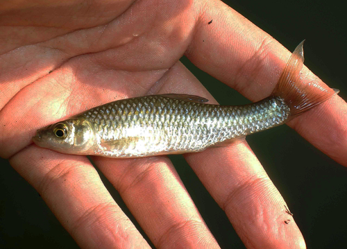 Topmouth Gudgeon