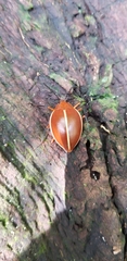 Ellipticus dorbignyi