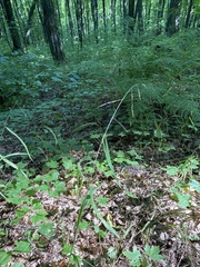 Melica smithii