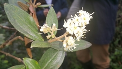 Miconia squamulosa