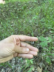 Melica smithii