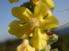 Verbascum simplex